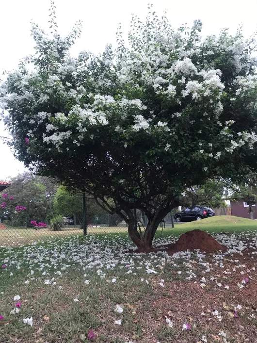 Terreno, 1017 m² - Foto 9